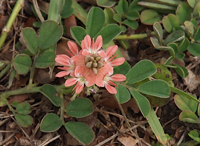 [Top-down view of a what appears to be a stem coming from the ground which is completely encircled with blooms. Each bloom has a wide petal across from several thinner petals. The petals are pink with a white central portion. The plant has leaves which are more circular than oval and are on separate branches from the flowering portion.]
